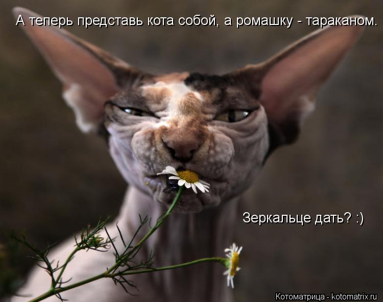А теперь представь кота собой, а ромашку - тараканом. Зеркальце дать? :)... Котоматрица: А теперь представь кота собой, а ромашку - тараканом. Зеркальце дать? :)