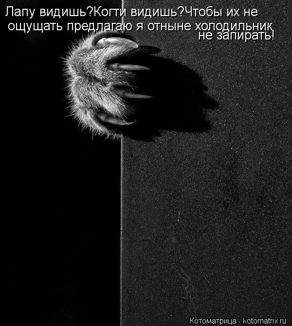 Лапу видишь?Когти видишь?Чтобы их не ощущать предлагаю я отныне холодильник не запирать!... Котоматрица: Лапу видишь?Когти видишь?Чтобы их не ощущать предлагаю я отныне холодильник не запирать!