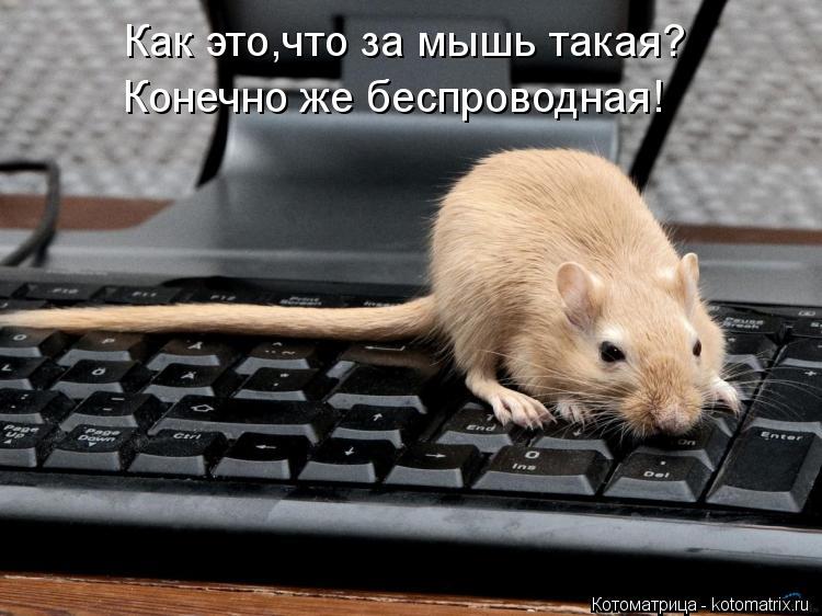 Как это,что за мышь такая? Конечно же беспроводная!... Котоматрица: Как это,что за мышь такая? Конечно же беспроводная!