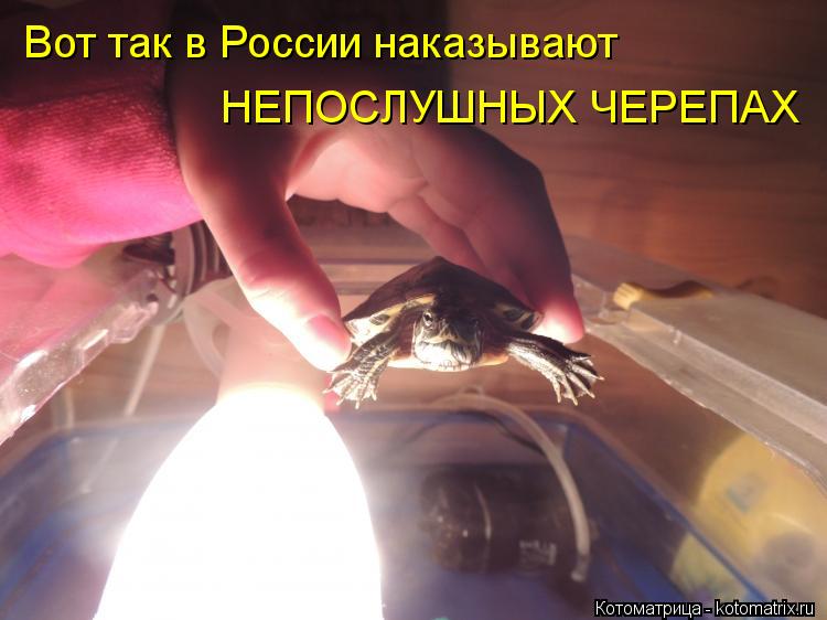 Вот так в России наказывают НЕПОСЛУШНЫХ ЧЕРЕПАХ... Котоматрица: Вот так в России наказывают НЕПОСЛУШНЫХ ЧЕРЕПАХ