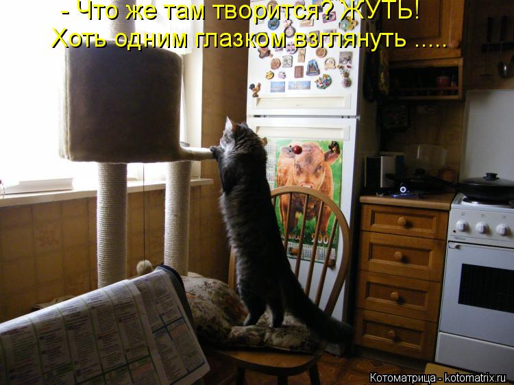 - Что же там творится? ЖУТЬ! Хоть одним глазком взглянуть ........ Котоматрица: - Что же там творится? ЖУТЬ! Хоть одним глазком взглянуть .....