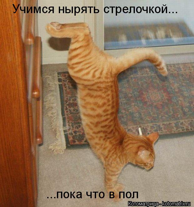 Котоматрица: Учимся нырять стрелочкой... ...пока что в пол