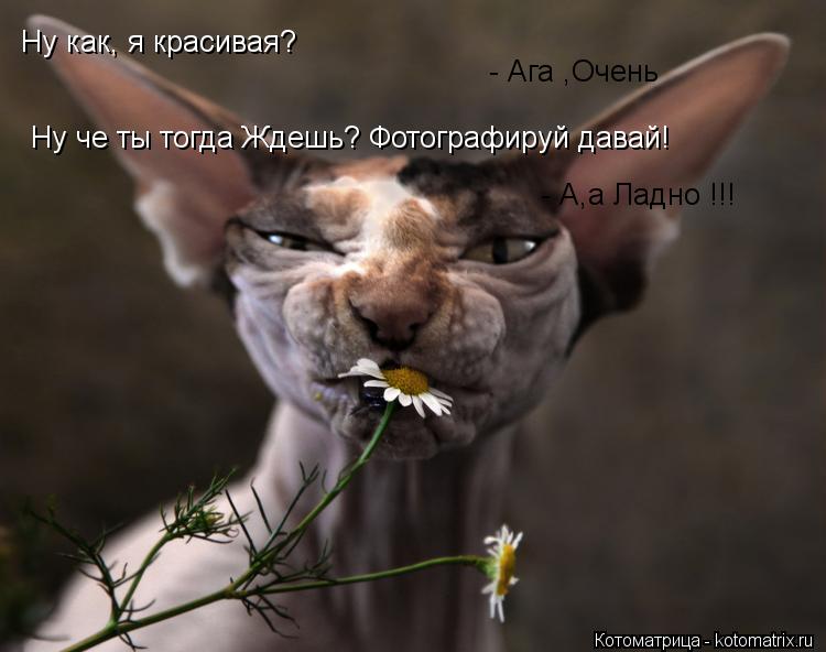 Котоматрица: Ну как, я красивая? - Ага ,Очень  Ну че ты тогда Ждешь? Фотографируй давай! - А,а Ладно !!!
