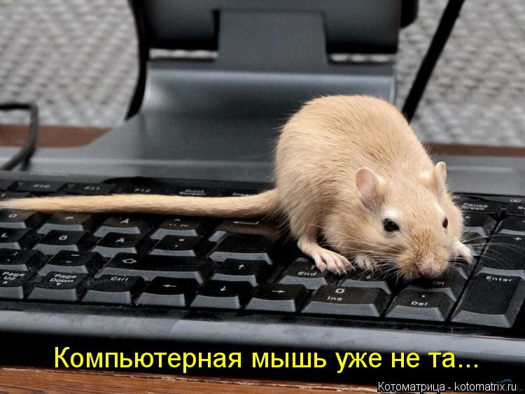 Котоматрица: Компьютерная мышь уже не та...