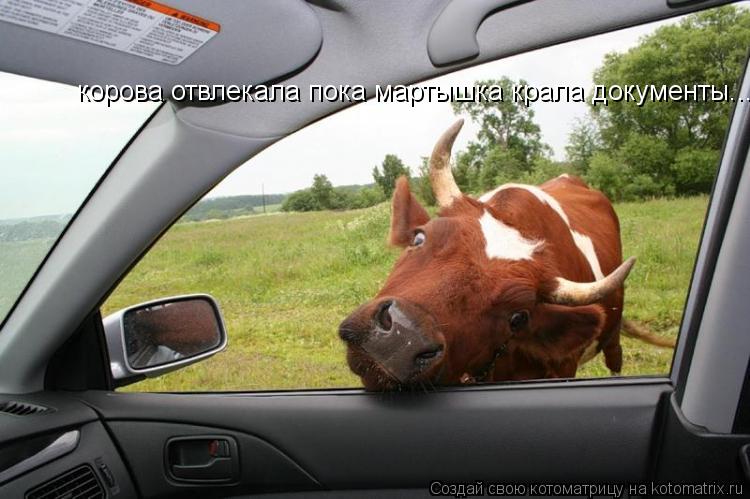 корова отвлекала пока мартышка крала документы...... Котоматрица: корова отвлекала пока мартышка крала документы...