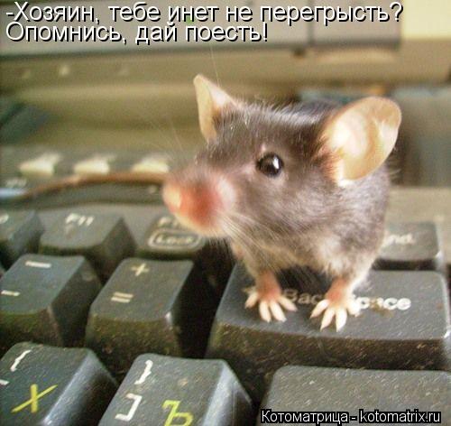 Котоматрица: -Хозяин, тебе инет не перегрысть? Опомнись, дай поесть!
