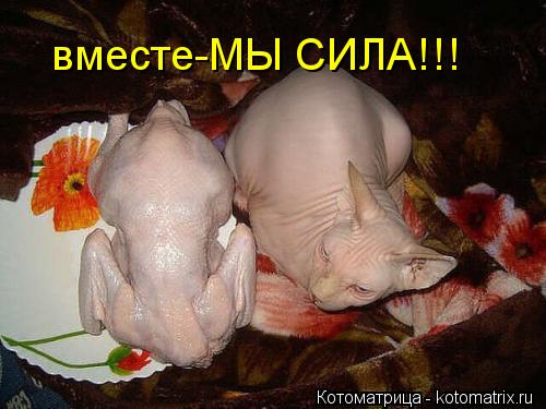 вместе-МЫ СИЛА!!!... Котоматрица: вместе-МЫ СИЛА!!!