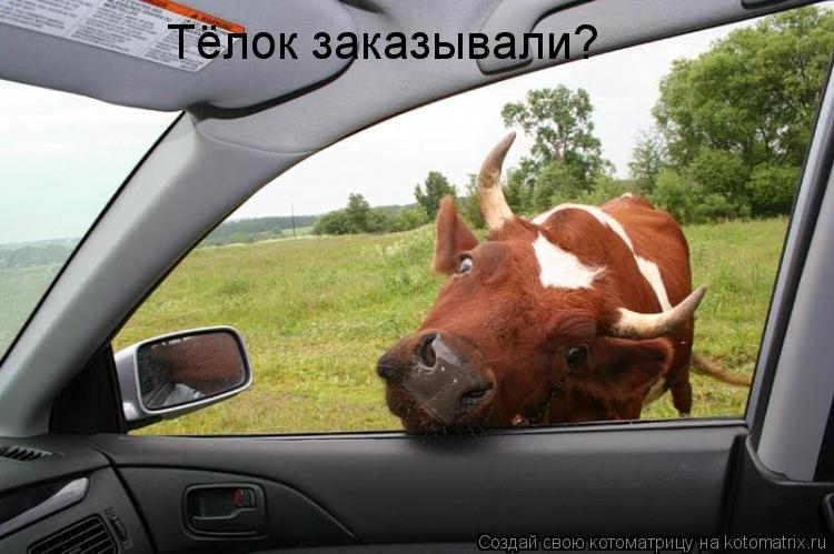 Тёлок заказывали?... Котоматрица: Тёлок заказывали?