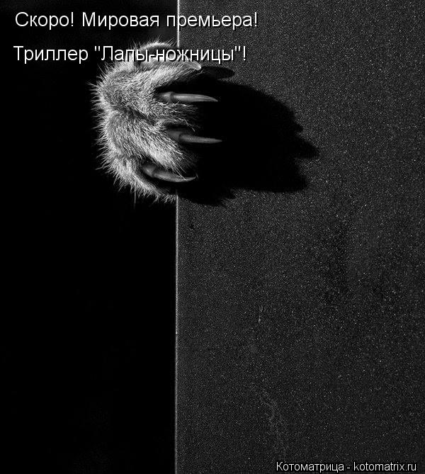 Котоматрица: Скоро! Мировая премьера!  Триллер "Лапы-ножницы"!