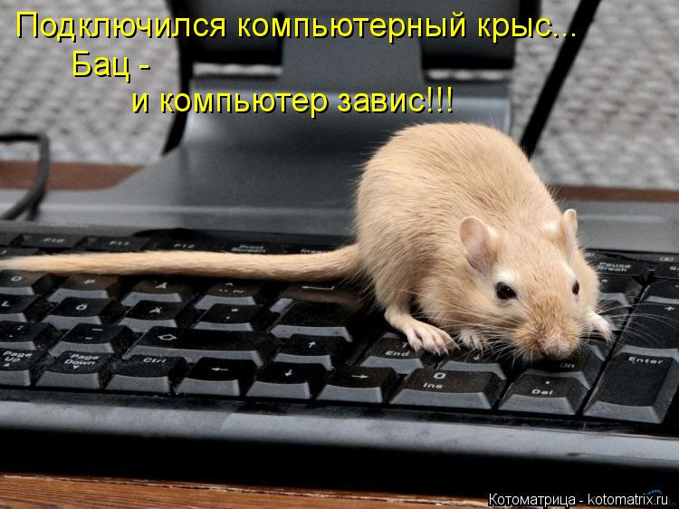 Подключился компьютерный крыс... Бац - и компьютер завис!!!... Котоматрица: Подключился компьютерный крыс... Бац - и компьютер завис!!!