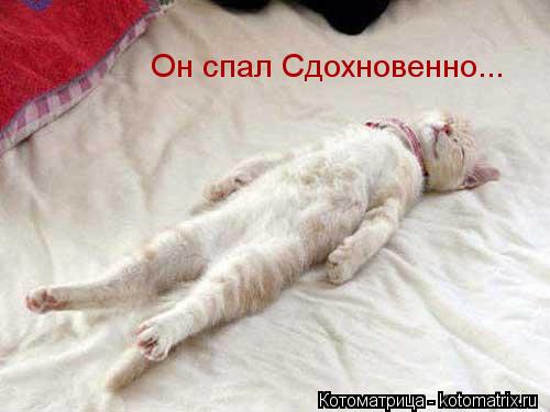 Он спал Сдохновенно...... Котоматрица: Он спал Сдохновенно...