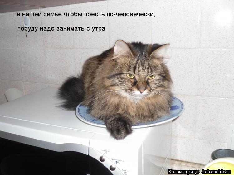 в нашей семье чтобы поесть по-человечески, посуду надо занимать с утра... Котоматрица: в нашей семье чтобы поесть по-человечески, посуду надо занимать с утра