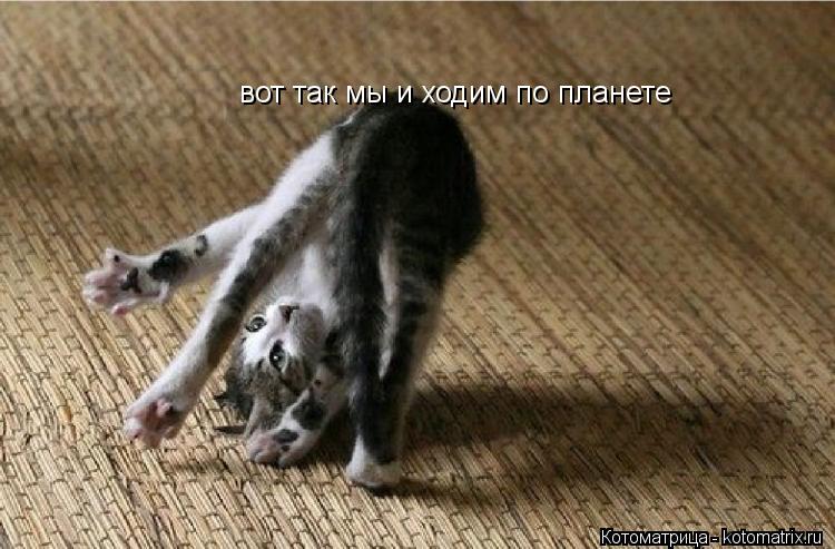 вот так мы и ходим по планете... Котоматрица: вот так мы и ходим по планете