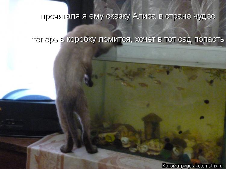 прочиталя я ему сказку Алиса в стране чудес. теперь в коробку ломится, хочет в тот сад попасть... Котоматрица: прочиталя я ему сказку Алиса в стране чудес. теперь в коробку ломится, хочет в тот сад попасть