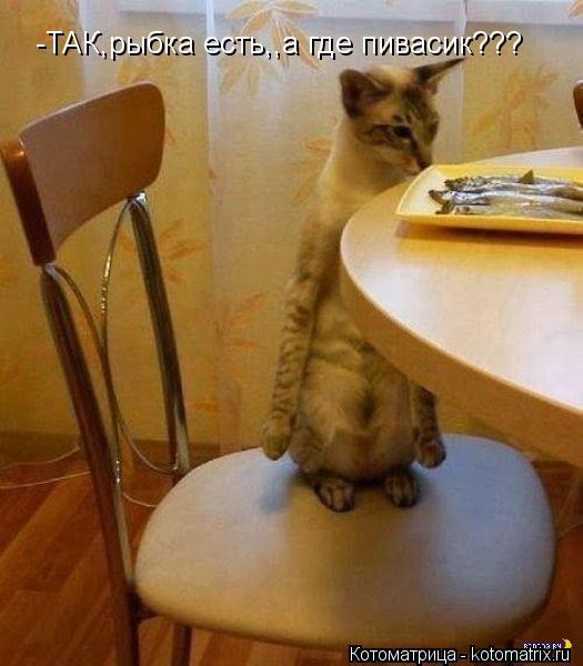 -ТАК,рыбка есть,,а где пивасик???... Котоматрица: -ТАК,рыбка есть,,а где пивасик???