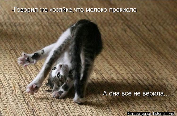 Котоматрица: -Говорил же хозяйке,что молоко прокисло А она все не верила.....