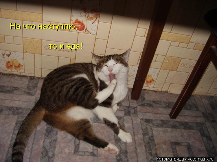 Котоматрица: На что наступлю, то и еда!