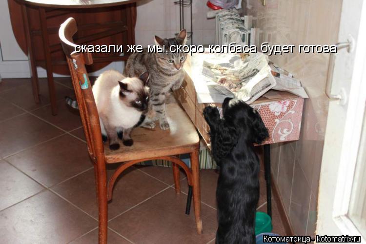 сказали же мы,скоро колбаса будет готова... Котоматрица: сказали же мы,скоро колбаса будет готова