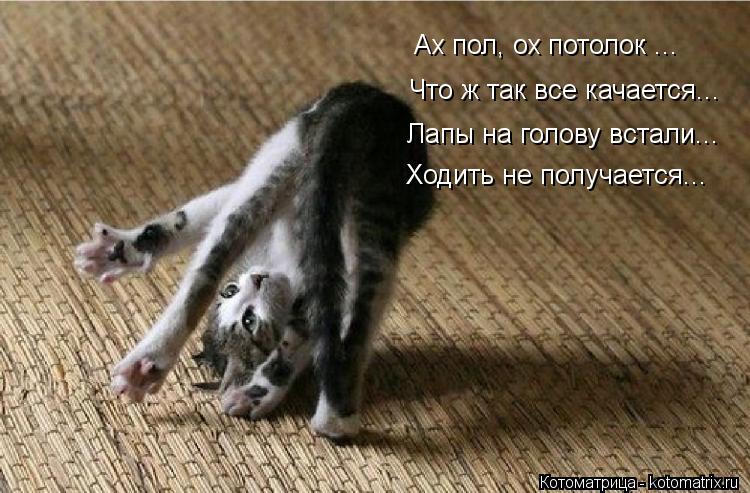 Ах пол, ох потолок ... Что ж так все качается... Лапы на голову встали... Ходить не получается...... Котоматрица: Ах пол, ох потолок ... Что ж так все качается... Лапы на голову встали... Ходить не получается...