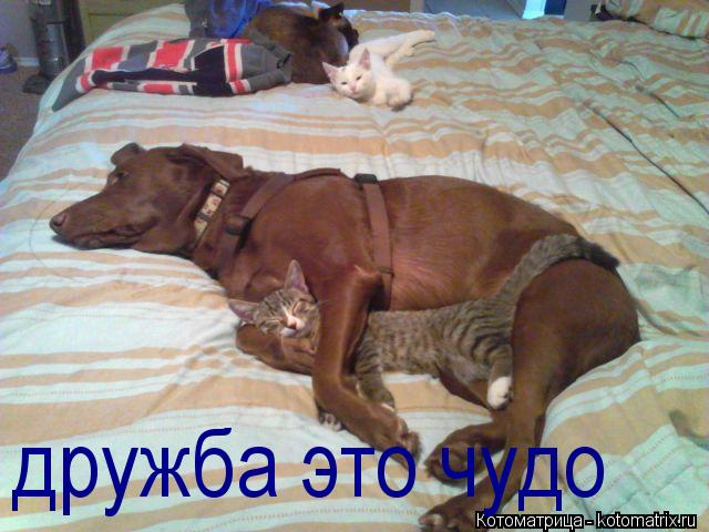 дружба это чудо... Котоматрица: дружба это чудо