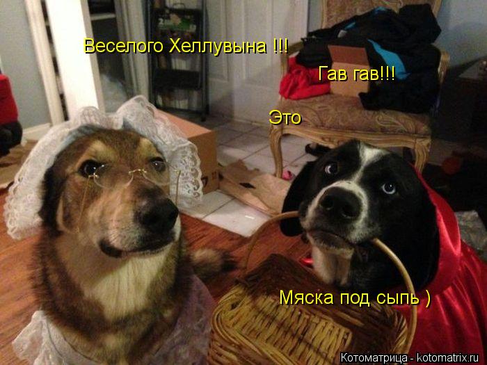 Веселого Хеллувына !!! Гав гав!!! Это Мяска под сыпь )... Котоматрица: Веселого Хеллувына !!! Гав гав!!! Это Мяска под сыпь )