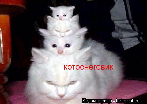 котоснеговик... Котоматрица: котоснеговик