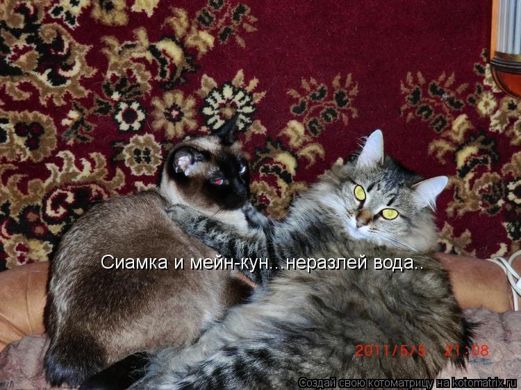 Сиамка и мейн-кун...неразлей вода..... Котоматрица: Сиамка и мейн-кун...неразлей вода..