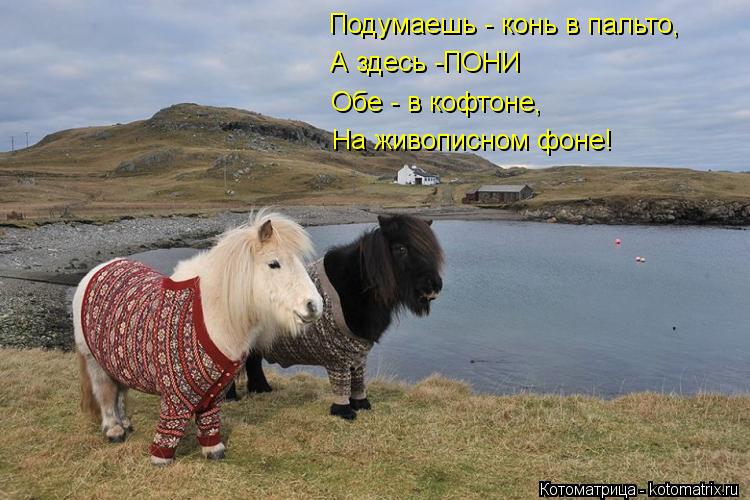 Подумаешь - конь в пальто, А здесь -ПОНИ Обе - в кофтоне, На живописном фоне!... Котоматрица: Подумаешь - конь в пальто, А здесь -ПОНИ Обе - в кофтоне, На живописном фоне!