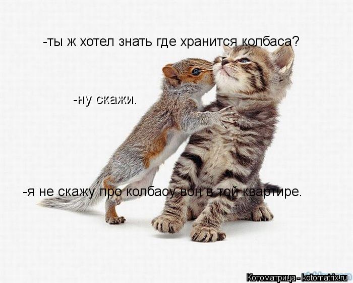 -ты ж хотел знать где хранится колбаса? -ну скажи. -я не скажу про колбасу вон в той квартире.... Котоматрица: -ты ж хотел знать где хранится колбаса? -ну скажи. -я не скажу про колбасу вон в той квартире.
