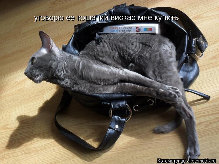 уговорю ее кошачий вискас мне купить... Котоматрица: уговорю ее кошачий вискас мне купить