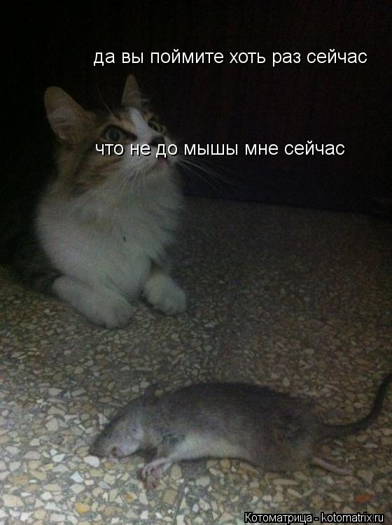 да вы поймите хоть раз сейчас что не до мышы мне сейчас... Котоматрица: да вы поймите хоть раз сейчас что не до мышы мне сейчас