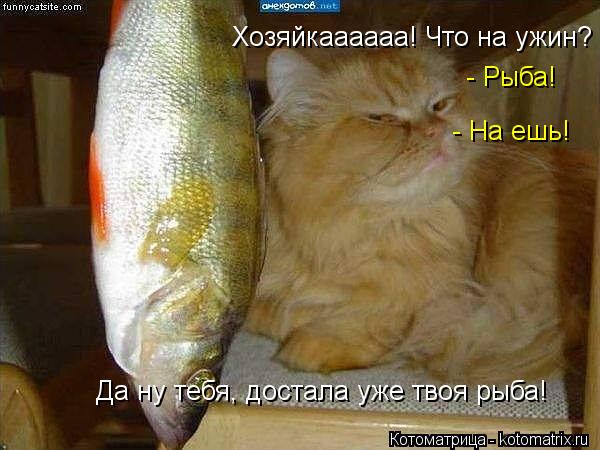 Котоматрица: Хозяйкаааааа! Что на ужин? - Рыба! - На ешь! Да ну тебя, достала уже твоя рыба!