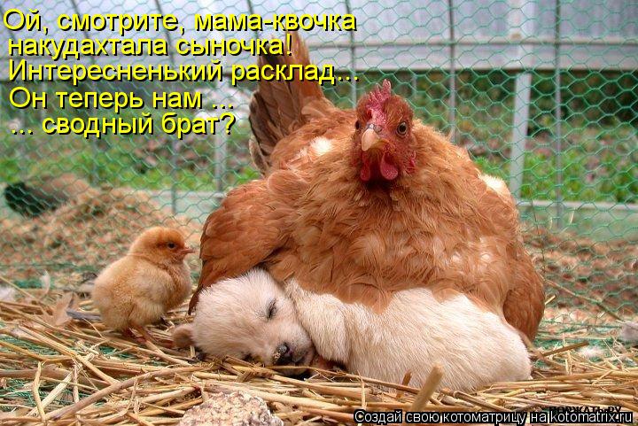 Котоматрица: Ой, смотрите, мама-квочка накудахтала сыночка! Интересненький расклад... Он теперь нам ... ... сводный брат?