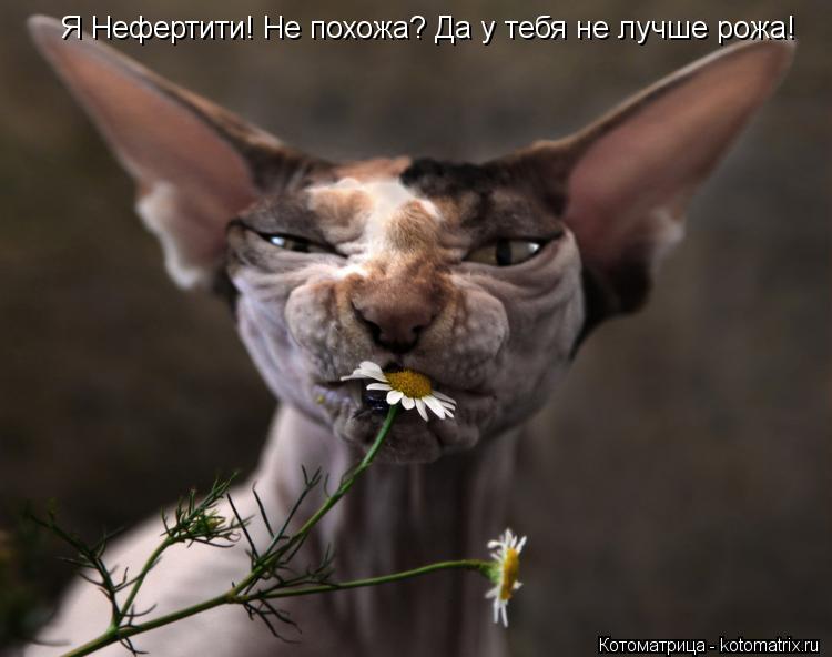Я Нефертити! Не похожа? Да у тебя не лучше рожа!... Котоматрица: Я Нефертити! Не похожа? Да у тебя не лучше рожа!