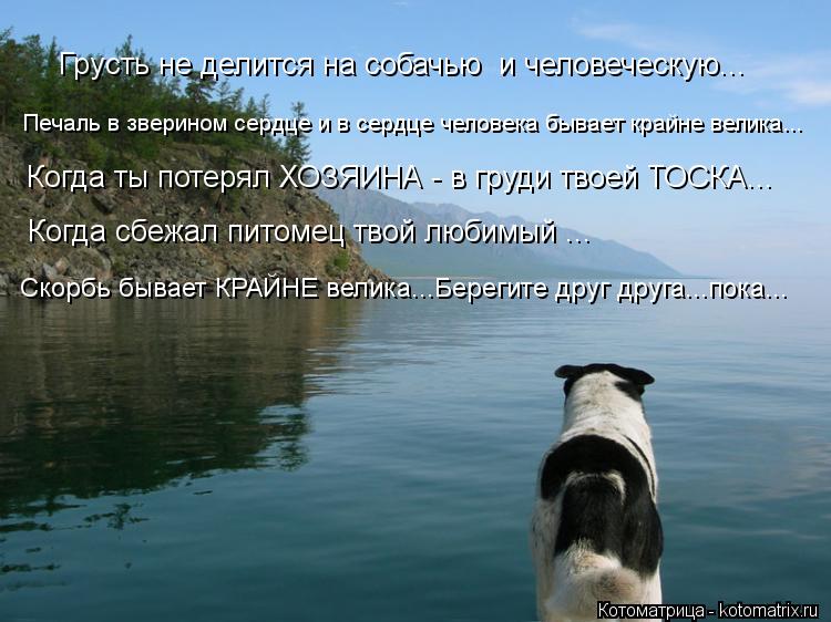 Грусть не делится на собачью и человеческую... Печаль в зверином сердце и в сердце человека бывает к... Котоматрица: Грусть не делится на собачью и человеческую... Печаль в зверином сердце и в сердце человека бывает крайне велика... Когда ты потерял ХОЗЯИНА