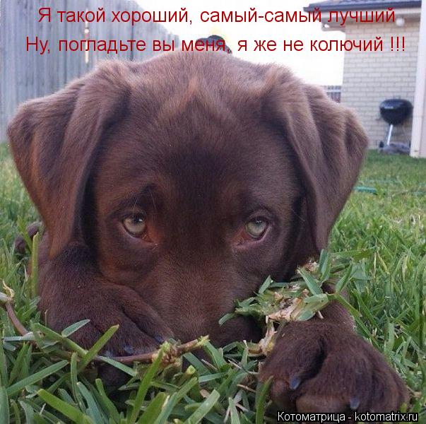 Я такой хороший, самый-самый лучший Ну, погладьте вы меня, я же не колючий !!!... Котоматрица: Я такой хороший, самый-самый лучший Ну, погладьте вы меня, я же не колючий !!!