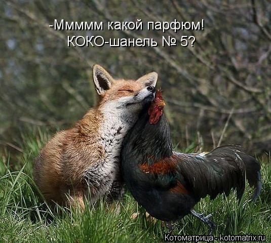 Котоматрица: -Ммммм какой парфюм! КОКО-шанель № 5?