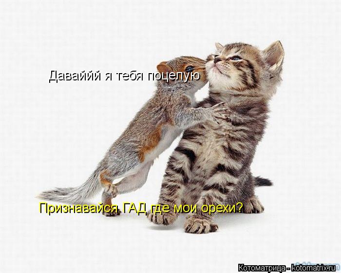 Признавайся ГАД где мои орехи? Даваййй я тебя поцелую... Котоматрица: Признавайся ГАД где мои орехи? Даваййй я тебя поцелую