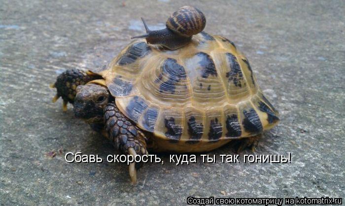 Сбавь скорость, куда ты так гонишь!... Котоматрица: Сбавь скорость, куда ты так гонишь!