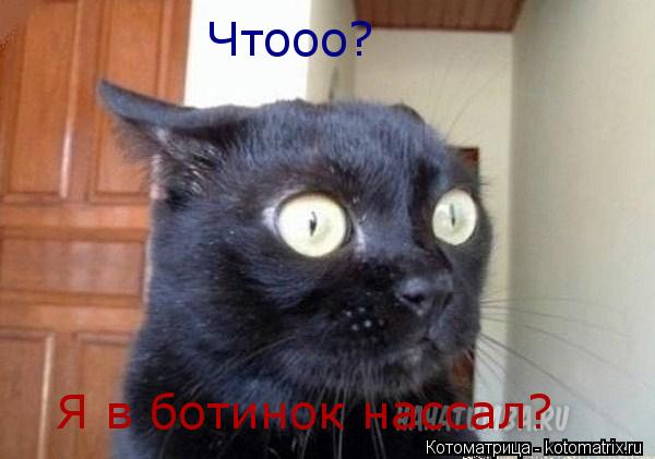 Чтооо? Я в ботинок нассал?... Котоматрица: Чтооо? Я в ботинок нассал?