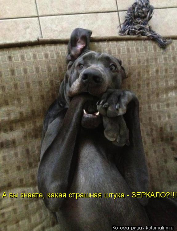 А вы знаете, какая страшная штука - ЗЕРКАЛО?!!!... Котоматрица: А вы знаете, какая страшная штука - ЗЕРКАЛО?!!!