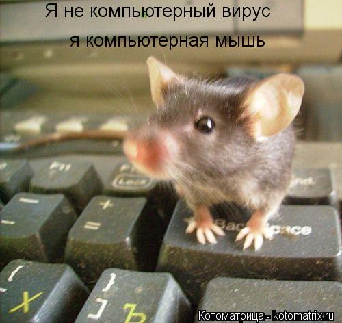 Я не компьютерный вирус я компьютерная мышь... Котоматрица: Я не компьютерный вирус я компьютерная мышь