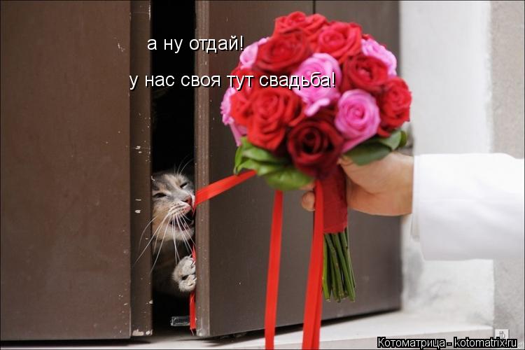 Котоматрица: а ну отдай! у нас своя тут свадьба!
