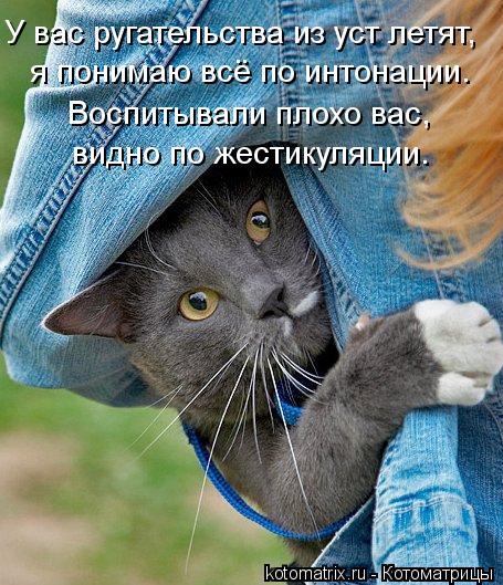 У вас ругательства из уст летят, я понимаю всё по интонации. Воспитывали плохо вас, видно по жестикул... Котоматрица: У вас ругательства из уст летят, я понимаю всё по интонации. Воспитывали плохо вас, видно по жестикуляции.