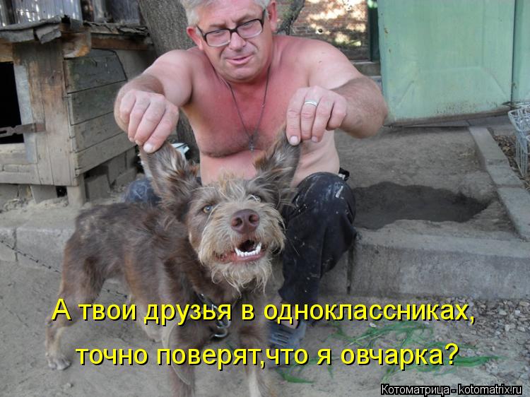 А твои друзья в одноклассниках, точно поверят,что я овчарка?... Котоматрица: А твои друзья в одноклассниках, точно поверят,что я овчарка?