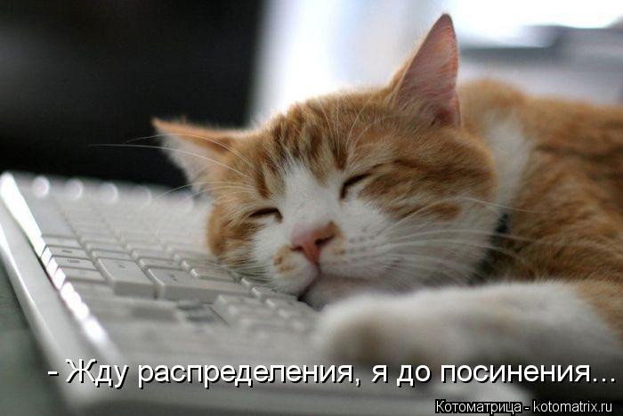 - Жду распределения, я до посинения...... Котоматрица: - Жду распределения, я до посинения...