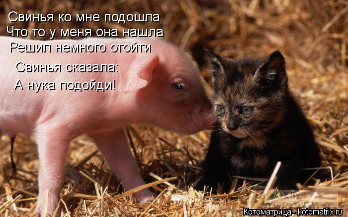 Свинья ко мне подошла Что то у меня она нашла Решил немного отойти Свинья сказала: А нука подойди!... Котоматрица: Свинья ко мне подошла Что то у меня она нашла Решил немного отойти Свинья сказала: А нука подойди!
