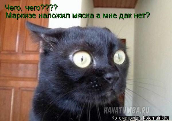Чего, чего???? Маркизе наложил мяска а мне дак нет?... Котоматрица: Чего, чего???? Маркизе наложил мяска а мне дак нет?