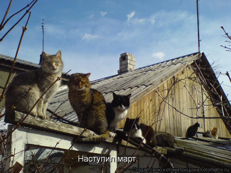 Наступил март... Котоматрица: Наступил март