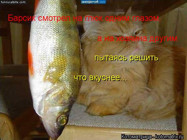 Барсик смотрел на глюк одним глазом, а на хозяина другим пытаясь решить что вкуснее...... Котоматрица: Барсик смотрел на глюк одним глазом, а на хозяина другим пытаясь решить что вкуснее...